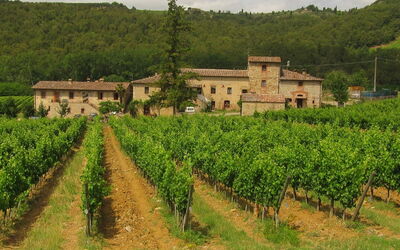 Viñedo en Chianti