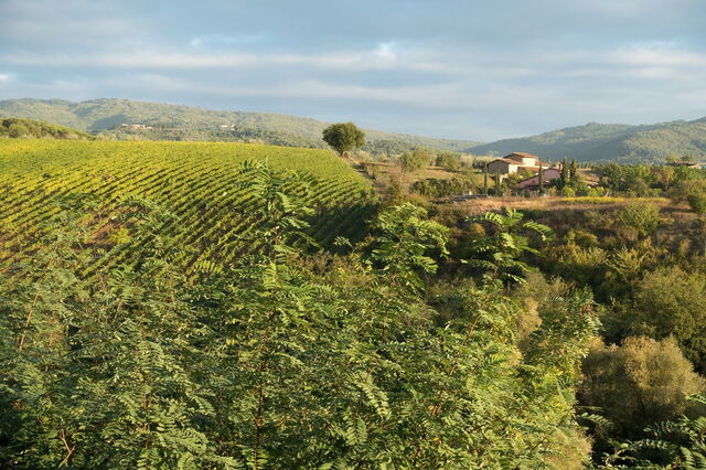 Viñedos, Chianti