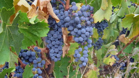 Uvas de cerca