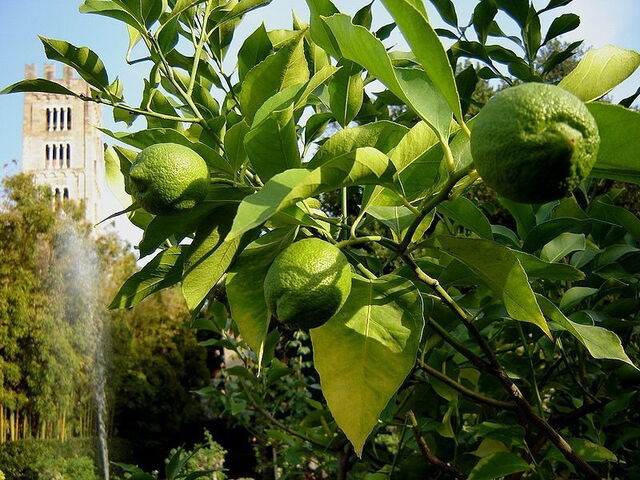 Limones en el jardín del Palazzo Pfanner