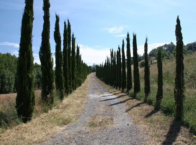 Carretera provincial en la Toscana