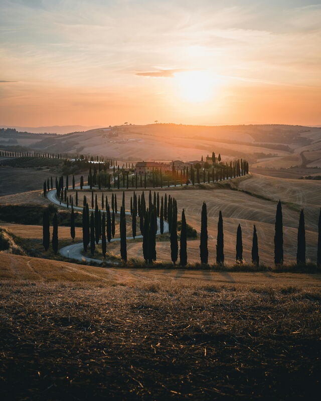 Cipreses en el Val d'Orcia