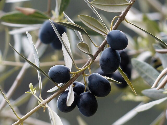 aceitunas negras