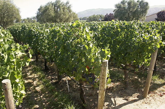 viñedo