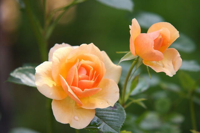 Rosas