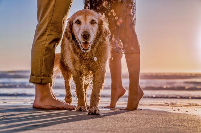 Perro y sus humanos en la playa
