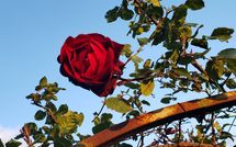 Fotos enviadas por los huéspedes de La Casina del Bosco