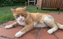 Fotos enviadas por los huéspedes de Villa Grazia