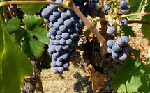 Fotos enviadas por los huéspedes de Villa della Nave