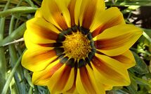 Fotos enviadas por los huéspedes de Selva degli Ulivi