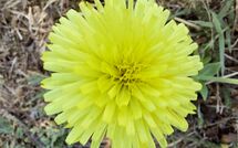 Fotos enviadas por los huéspedes de Selva degli Ulivi