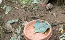 Fotos enviadas por los huéspedes de Ca di Maestro