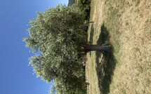 Fotos enviadas por los huéspedes de Villa San Martino