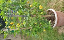 Fotos enviadas por los huéspedes de Batticapo di Ilaria