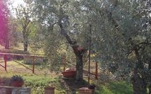 Fotos enviadas por los huéspedes de San Romolo