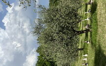 Fotos enviadas por los huéspedes de Podere la Torre