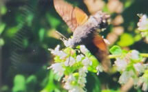 Fotos enviadas por los huéspedes de Casale Fonte