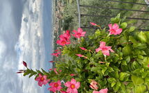 Fotos enviadas por los huéspedes de Villa Solaria