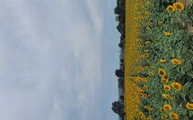 Fotos enviadas por los huéspedes de Il Viaggiolo