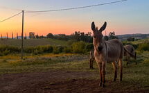 Fotos enviadas por los huéspedes de Villa Morellino