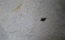 Fotos enviadas por los huéspedes de Villa Scaletta