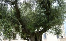 Fotos enviadas por los huéspedes de Paradiso