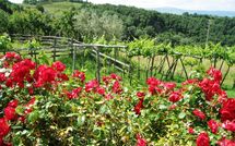 Fotos enviadas por los huéspedes de Fattoria Buonconvento