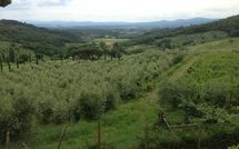 Fotos enviadas por los huéspedes de Montescalari