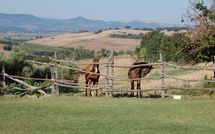 Fotos enviadas por los huéspedes de Casale Vittoria