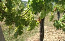 Fotos enviadas por los huéspedes de Fattoria di Quercia al Poggio