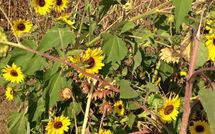 Fotos enviadas por los huéspedes de Rosa dei Venti