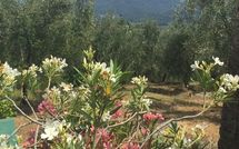 Fotos enviadas por los huéspedes de Al Seminario