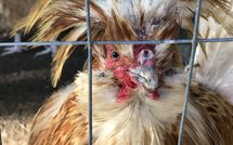 Fotos enviadas por los huéspedes de Rocca di Cetona