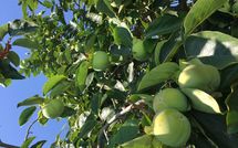 Fotos enviadas por los huéspedes de Guardistallo