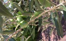 Fotos enviadas por los huéspedes de Villa la Fragola