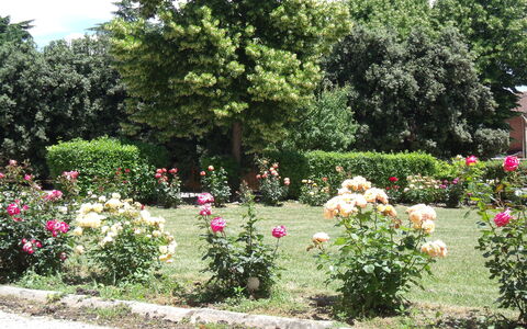 Villa Rocchi: Jardín, Flor, Jardín Botánico, Arbusto, Planta, Rosas De Jardín, Familia De Las Rosáceas, Rosa, Botánica, Árbol