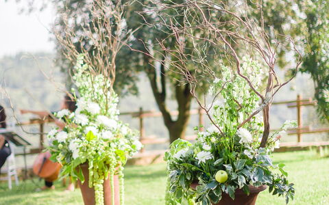 Fattoria Di Quercia Al Poggio: Blanco, Fotografía, Verde, Árbol, Flor, Planta, Hierba, Primavera, Botánica, Patio Interior