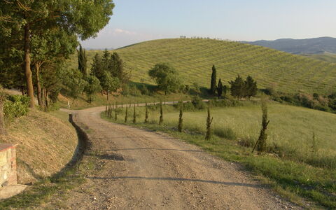 Agriturismo Il Gattero: La Carretera, Paisaje Natural, Árbol, Área Rural, Vía Pública, Sendero, Carril, Colina, Infraestructura