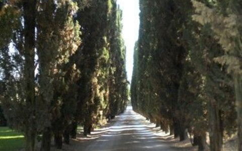 Borgo Santinovo: Árbol, La Carretera, Vía Pública, Carril, Ligero, Plantas Leñosas, Biome, Planta, Arboleda
