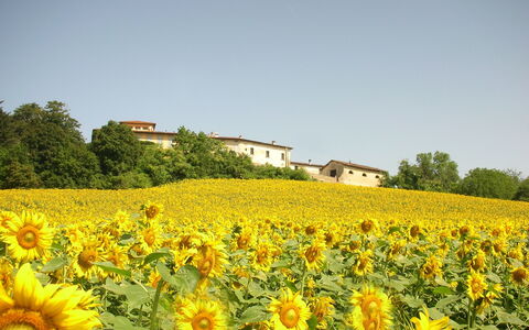 Villa Del Conte: Flor, Girasol, Planta Floreciendo, Campo, Amarillo, Planta, Cielo, Paisaje Natural, Girasol, Plantación
