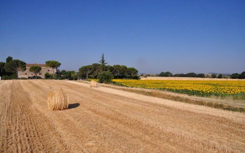 Agriturismo Il Molinello: Campo, La Carretera, Amarillo, Cielo, Familia De Las Gramíneas, Área Rural, Llanura