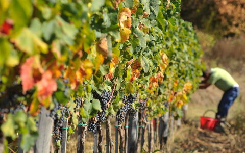 Villa Mandorlo: Planta, Comida, Fruta, Agricultura, Los Alimentos Naturales, Árbol