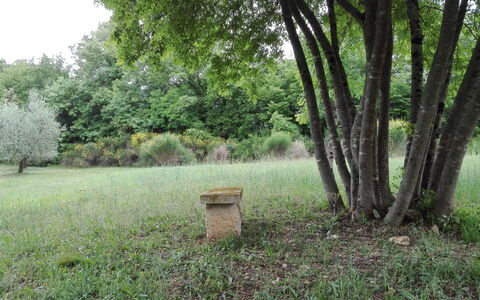 Agriturismo La Pieve: Naturaleza, Árbol, Paisaje Natural, Reserva Natural, Hierba, Verde, Entorno Natural, Bosque, Biome, El Terreno Del Lote