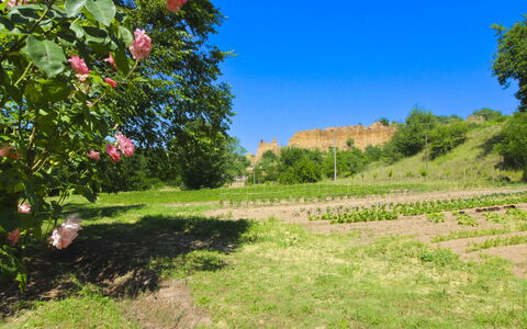 Villa le Balze: Verde, Vegetación, Arbusto, Verano, Planta De La Comunidad, Plantación, Campo, Jardín, Planta Herbácea, Prado