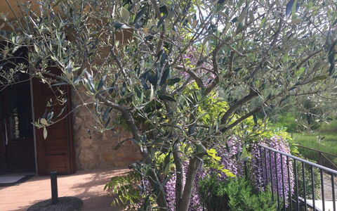 Casa Alla Minuccia Di Villa a Sesta: Árbol, Planta, Plantas Leñosas, Primavera, Flor, Rama, Arbusto, Ramita, Casa