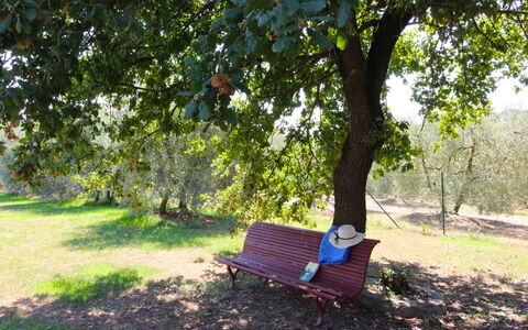 Galleria di Brolio: Planta, Mueble, Banco Al Aire Libre, Verde, Árbol, Sombra, Mueble Para Exteriores, Comodidad, Paisaje Natural, Vegetación