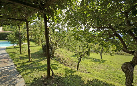 Villa Magnolia: Árbol, Naturaleza, Paisaje Natural, Verde, Vegetación, Hierba, Entorno Natural, Reserva Natural, Rama, Plantas Leñosas