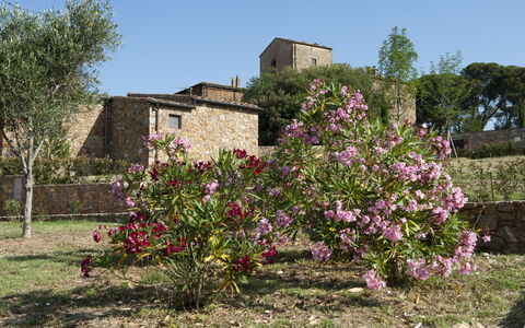 Borgo Casa Di Lappi: Flor, Planta, Árbol, Primavera, Arbusto, Área Rural, Planta Floreciendo, Arquitectura, Casa, Planta De La Comunidad
