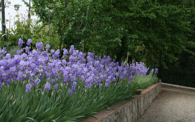 Villa Il Palagio Pian Di Sco