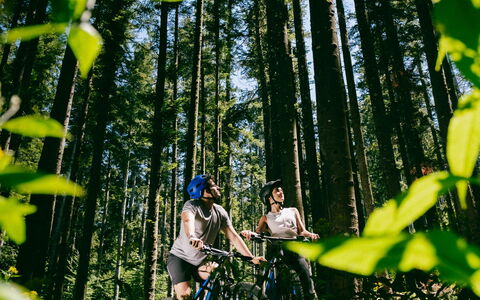 Fattoria Fronzano: Planta, Árbol, Rama, Flor, Planta Terrestre, Paisaje Natural, Organismo, El Maletero, Biome